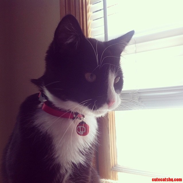 I Decided That My Cat Ziggs Need Some Flair for His Collar.