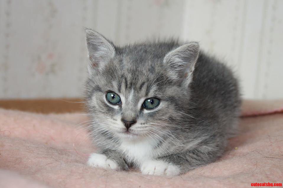I Dont Have Any Pets So Here Is Murray. He Lives at the Animal Shelter I Volunteer at