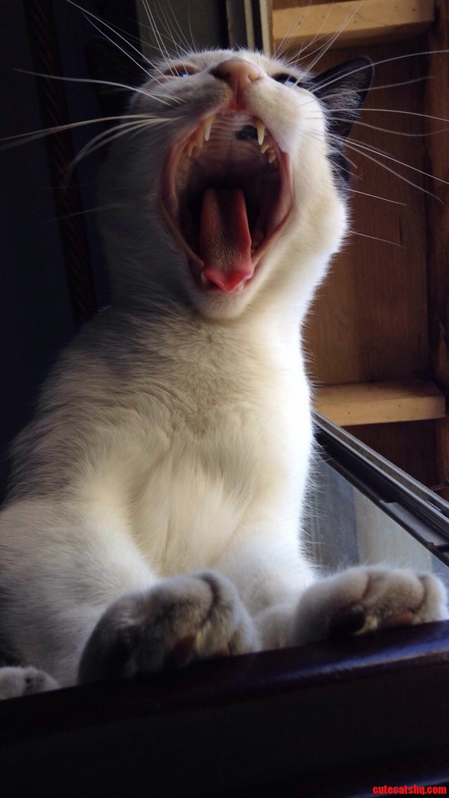 I Got a Pic of My Cat in Mid Yawn. Insert Godzilla Roar Here.