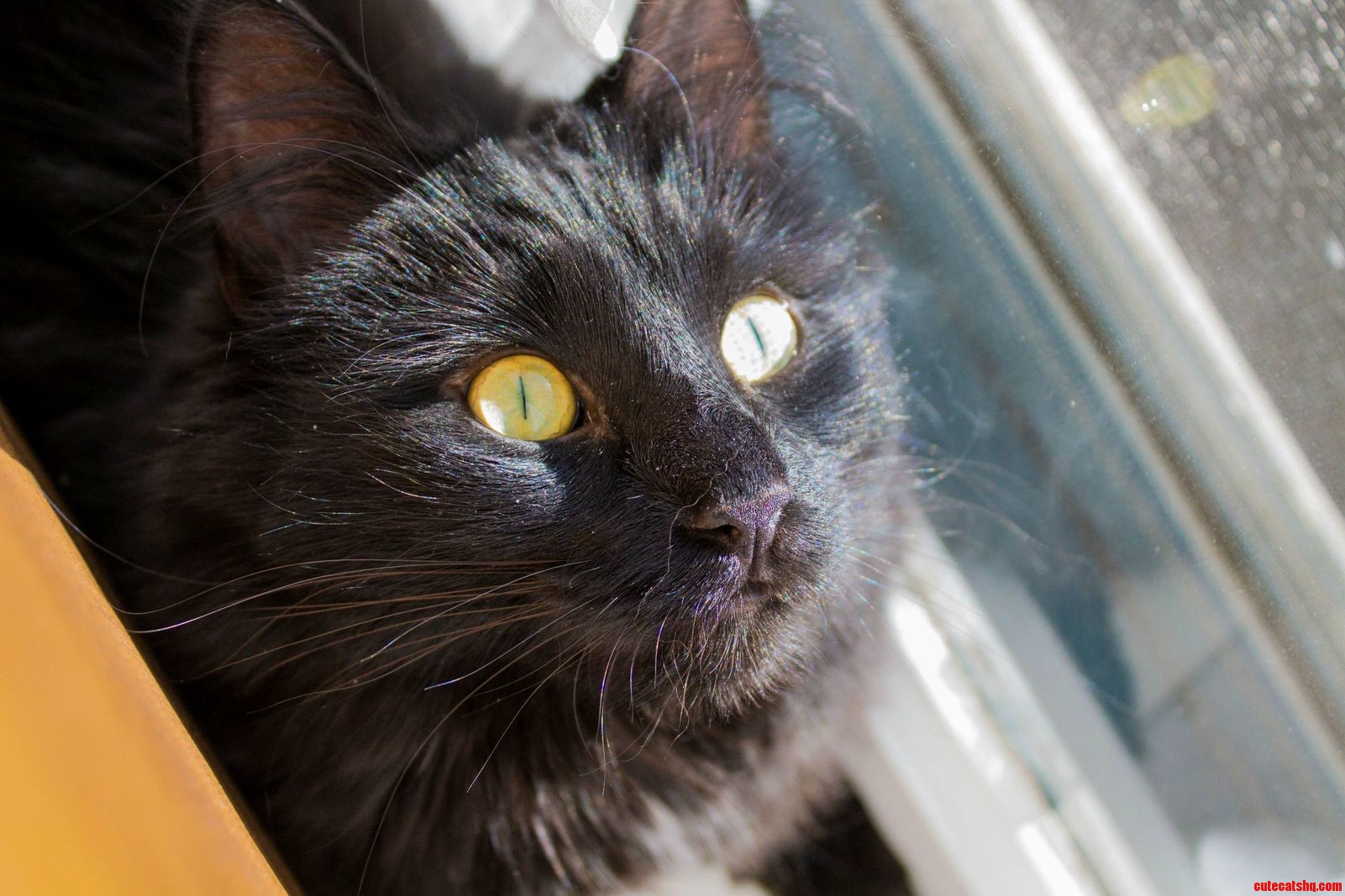 I Had to Take Him to the Vet This Morning...taking Too Long on the Litter Box...