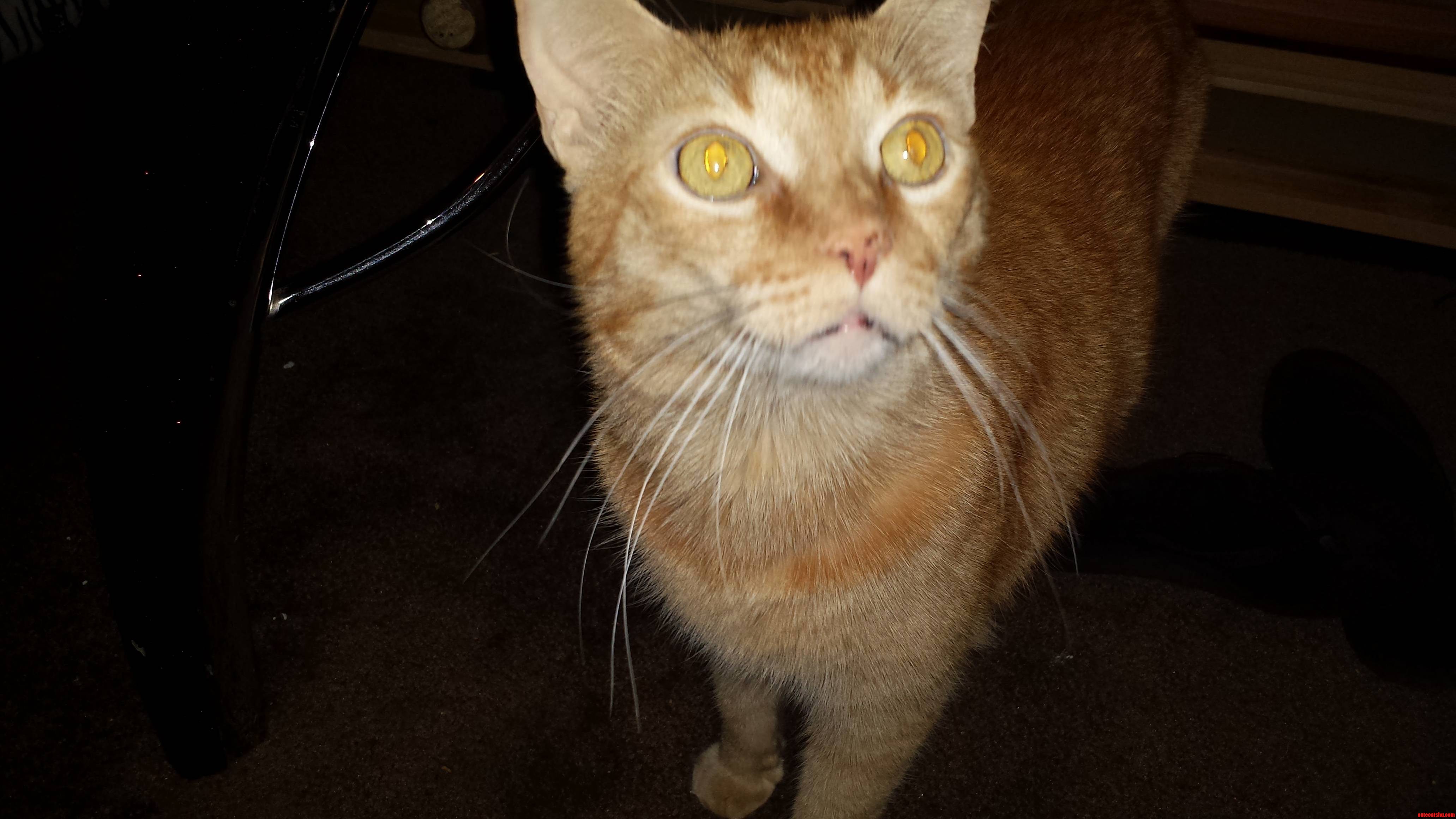 I Love My Roomies Cats Eyes in This Pic