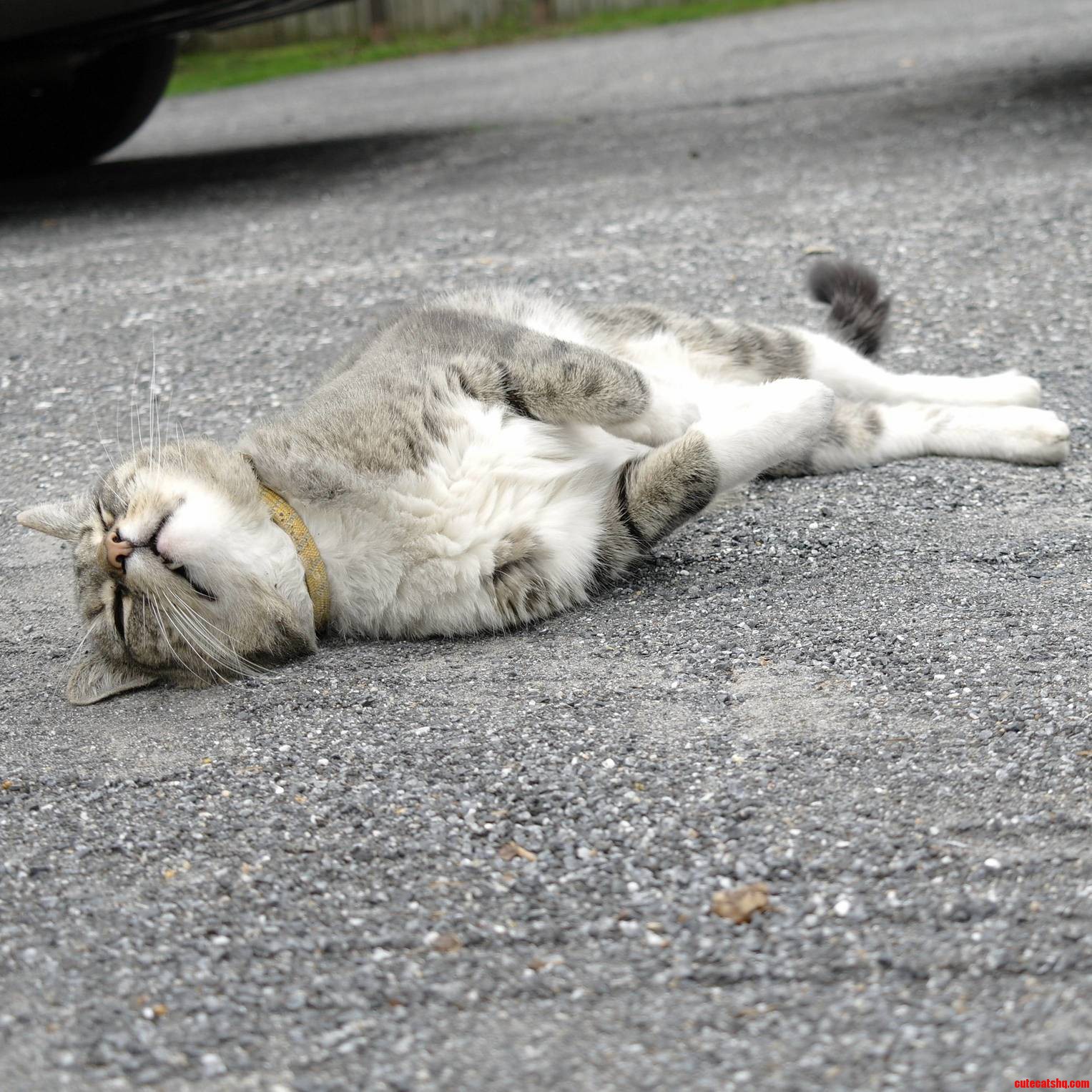 I Met a Cat in a Parking Lot. She Enjoyed Rolling in Gravel.