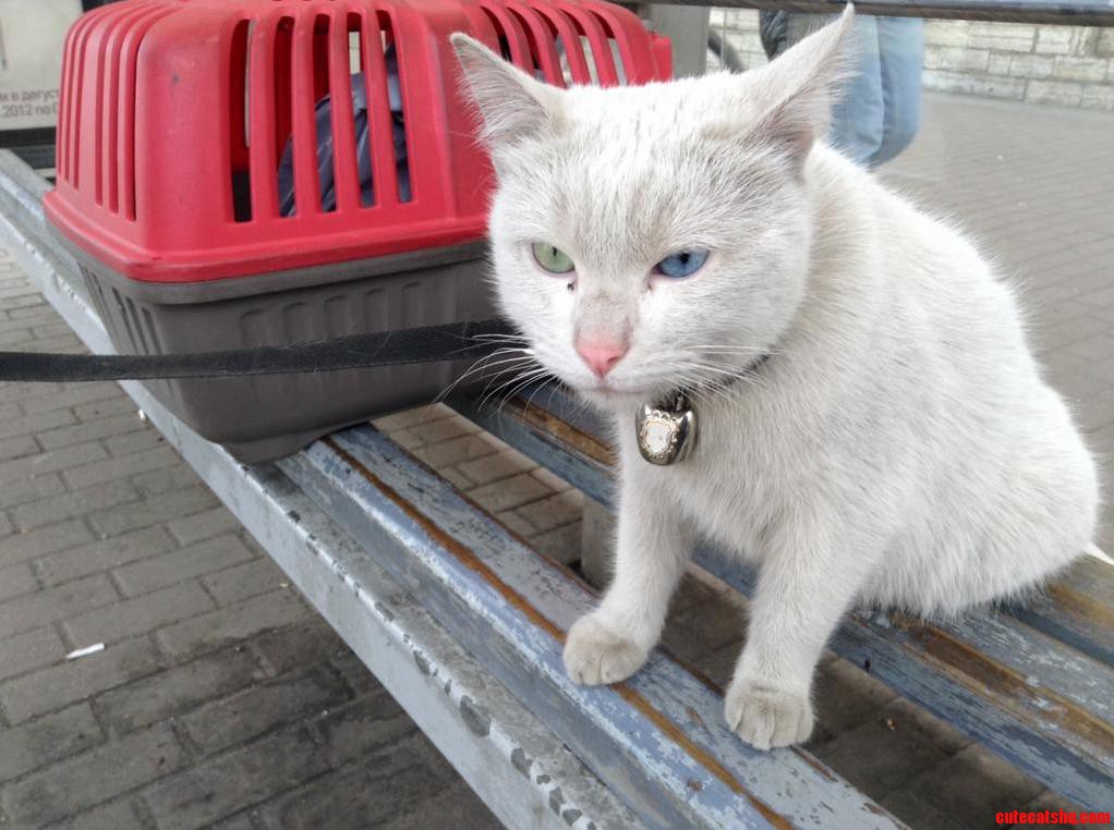 I Met Kuzma on the Bus Stop He Was Taking a Walk with His Owner. Incredibly Cute