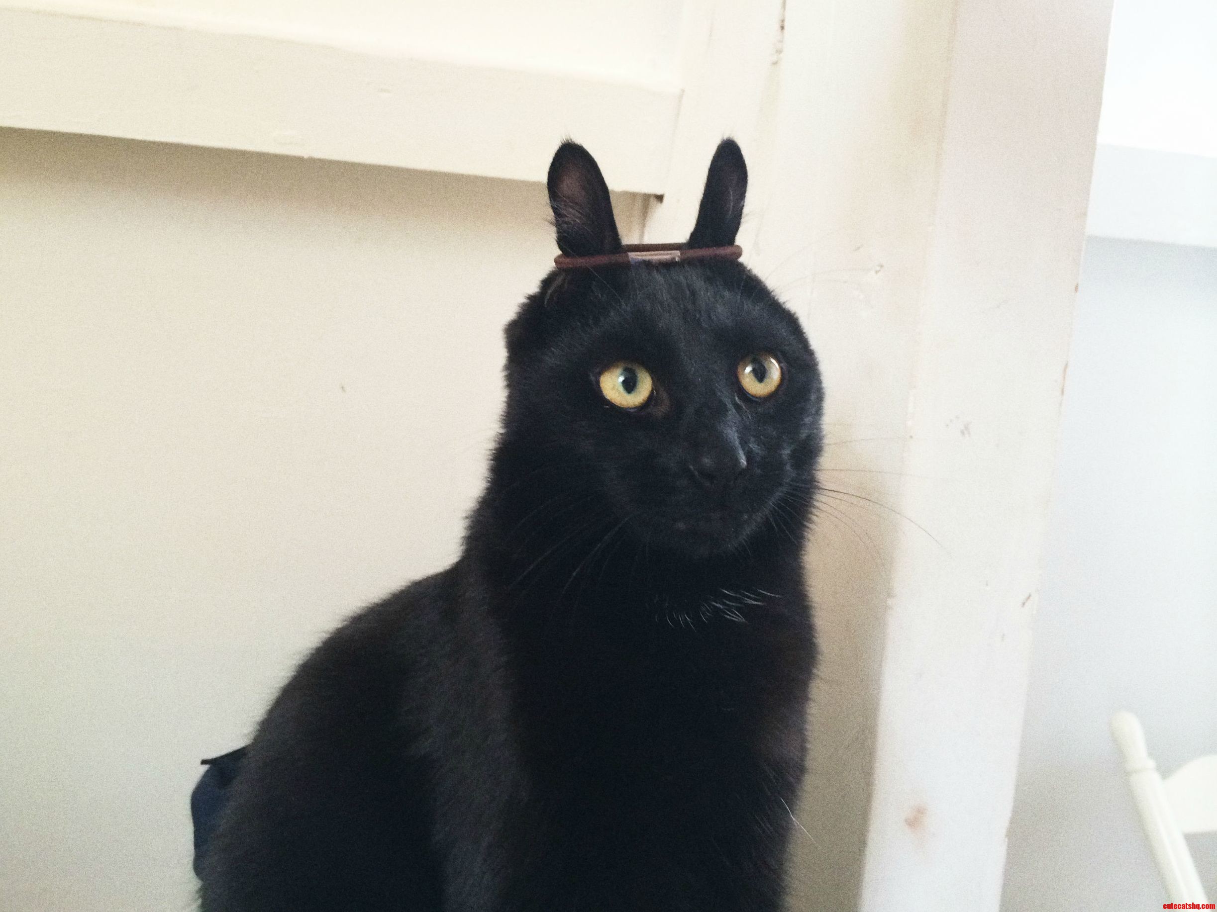I Missed Easter and Black Cat Friday but This Is My Cat Stoffel
