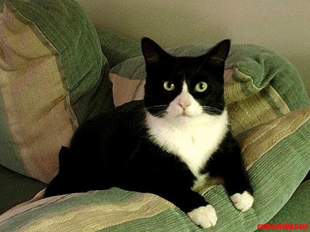 I Present My Cat