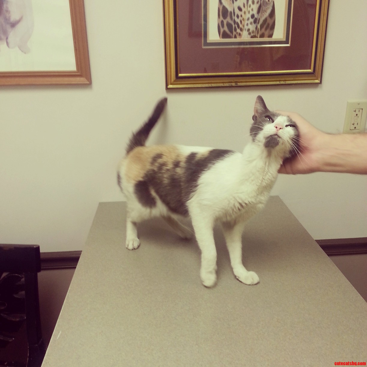 I Rescued This Cute Girl Today Help Us Think of a Great Name for Her.