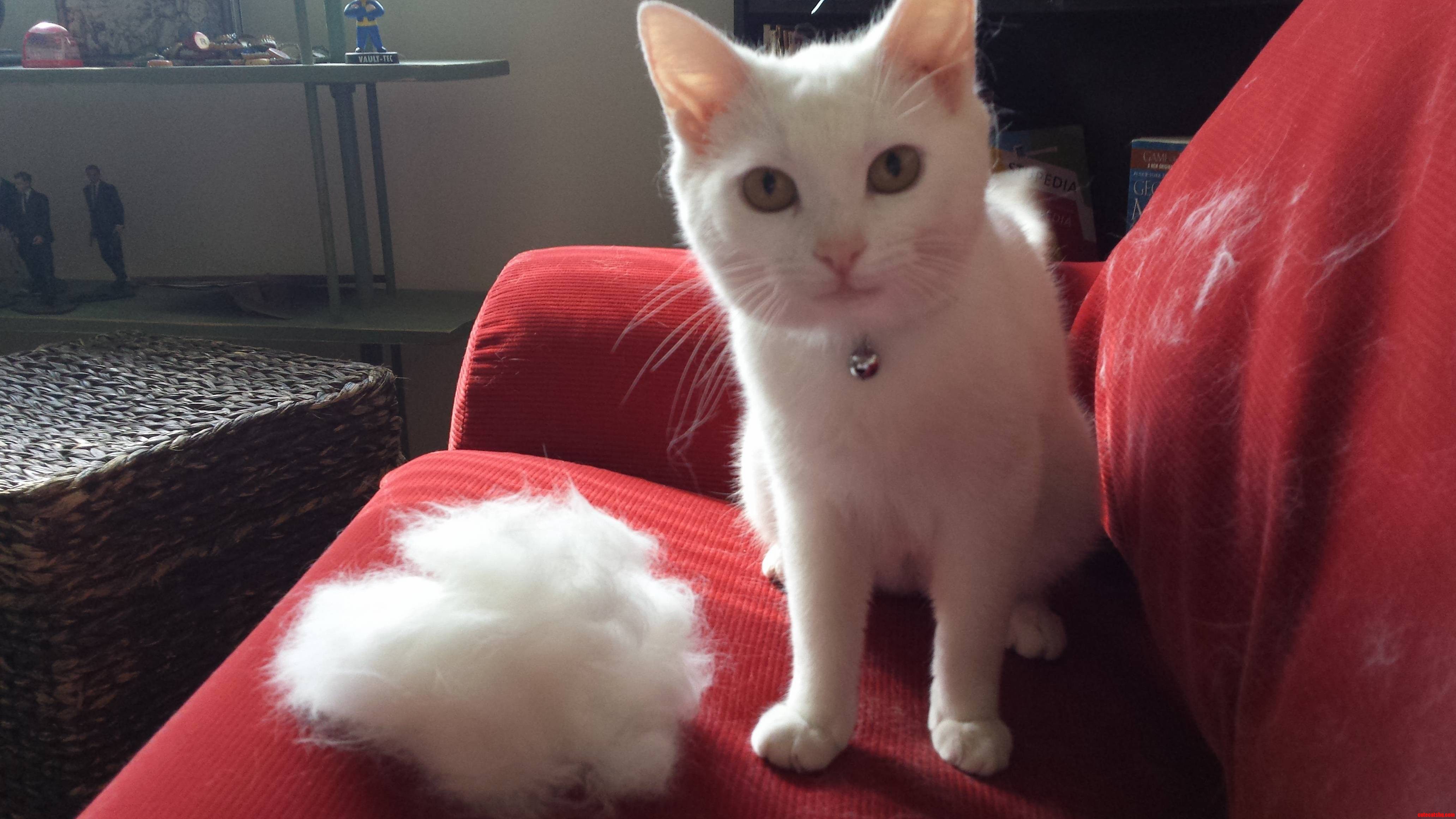 I Stopped Halfway Through Brushing Her for This Picture. Still Not Done.