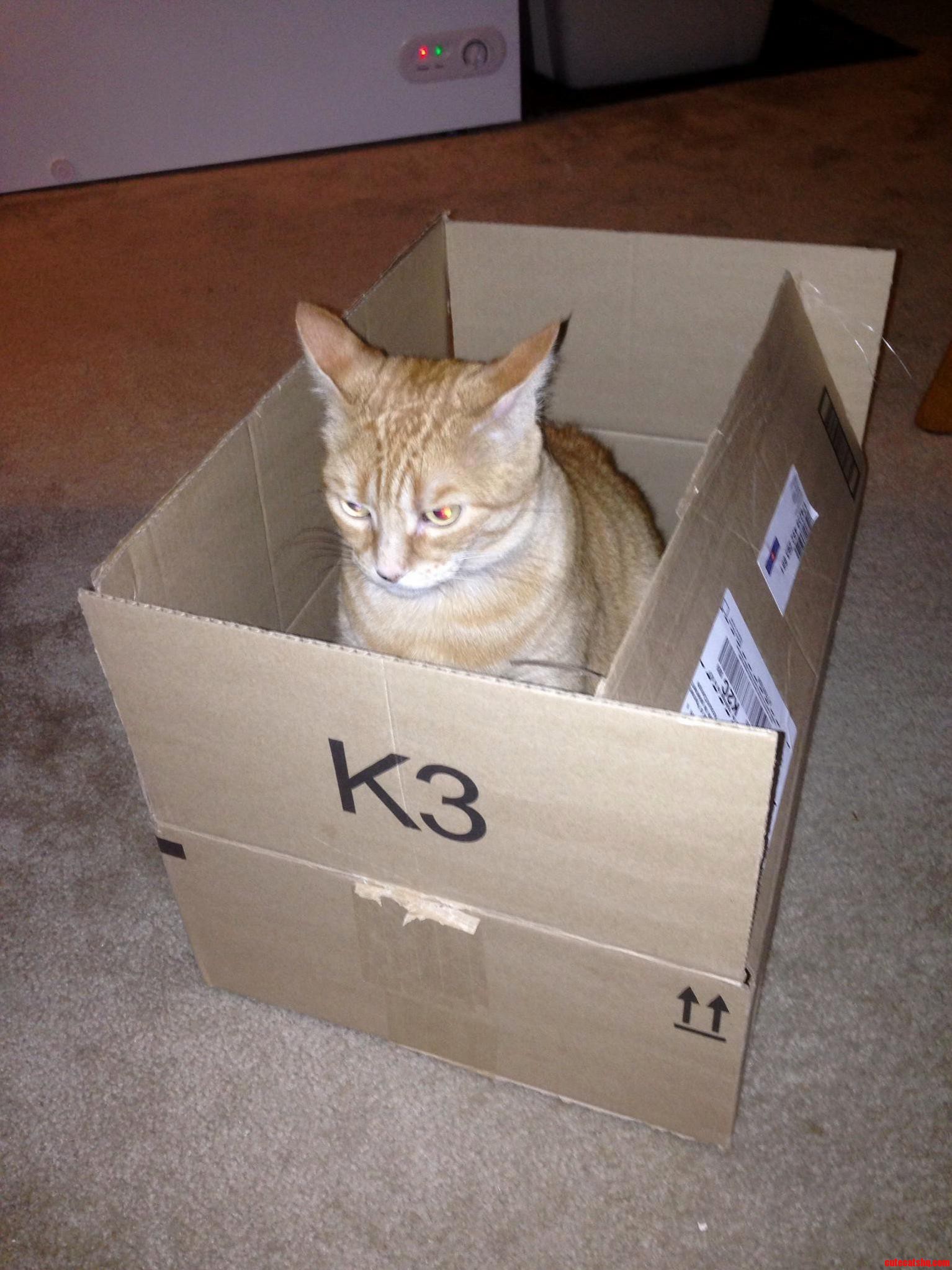 I Thought Cats Like Boxes