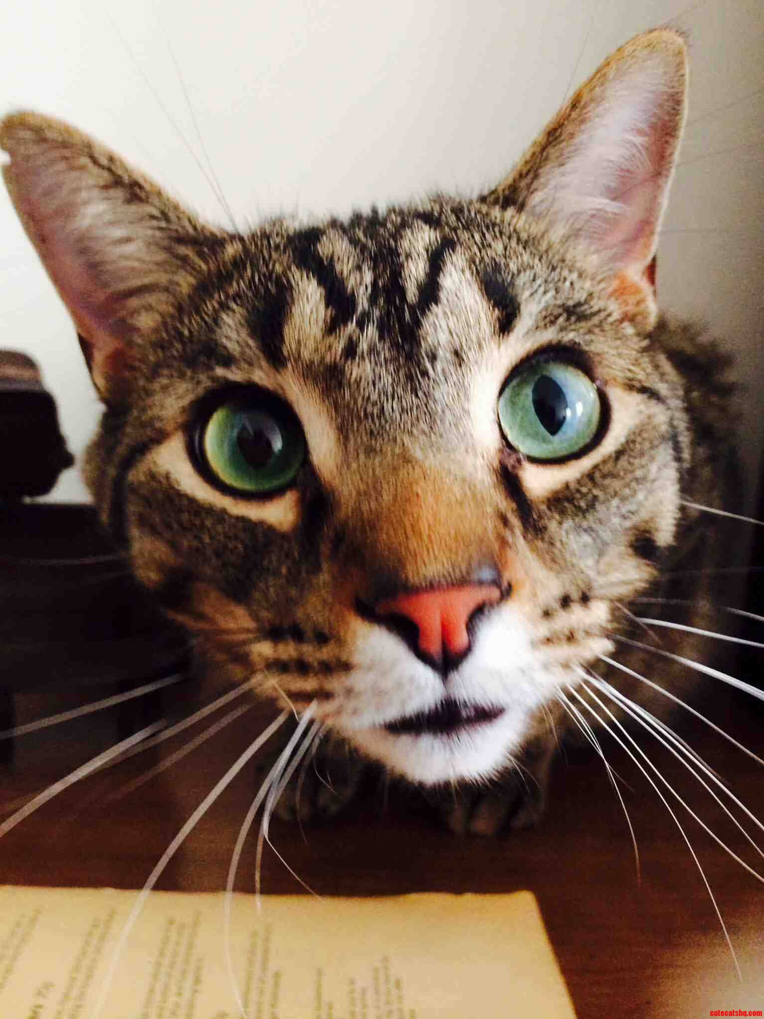 I Thought Would Enjoy My Moms Cat. Meet Slyvester