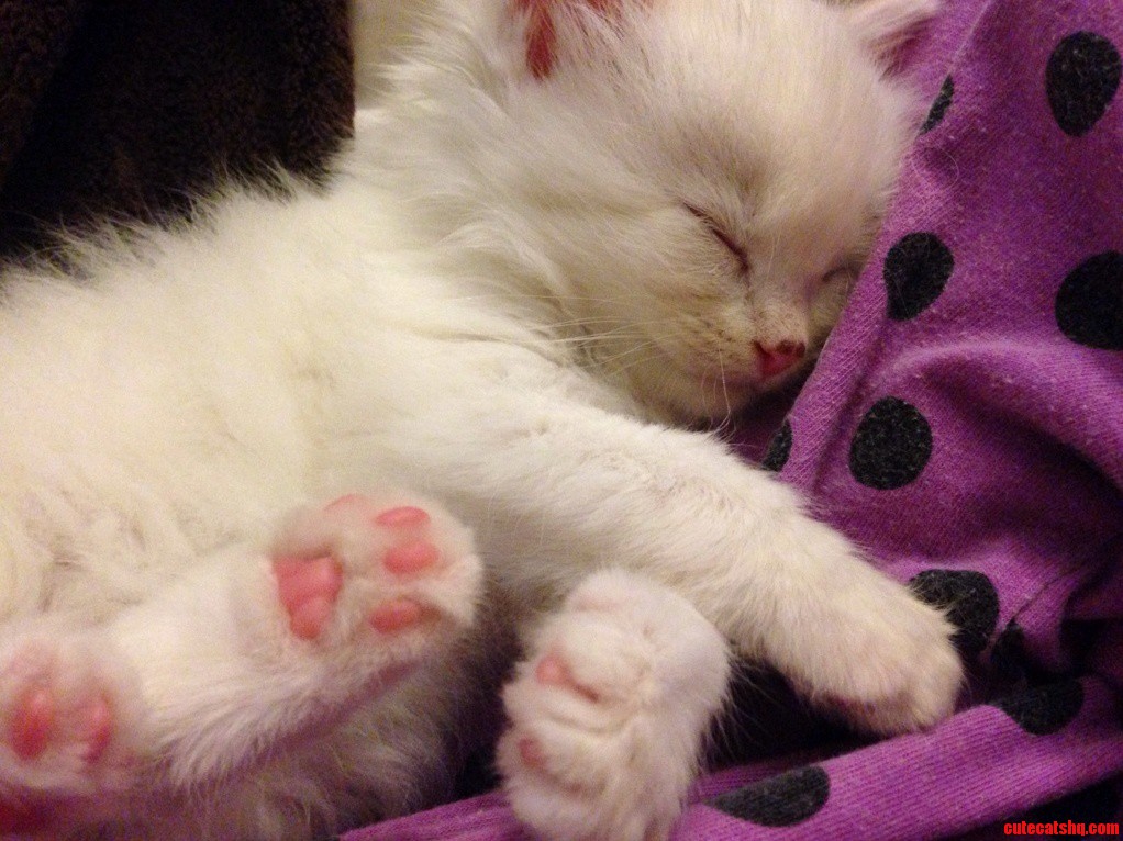 I Ve Had Isis for One Week Today and I Ve Never Loved Anything As Much As I Love Her