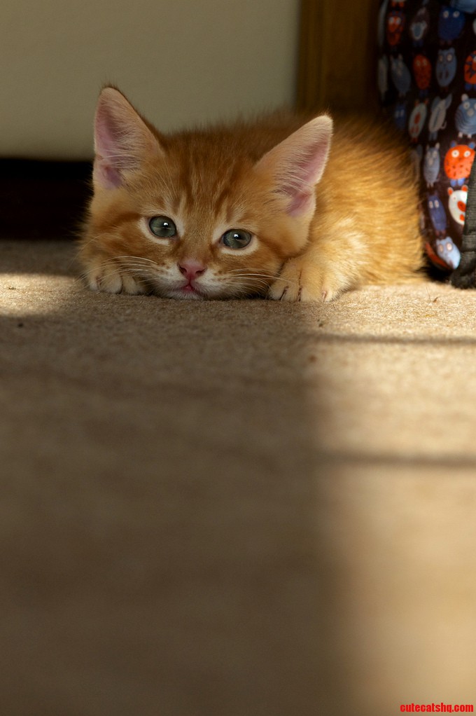 If I Scootch Up Like Dis Den I Is Prakitally Invisibles