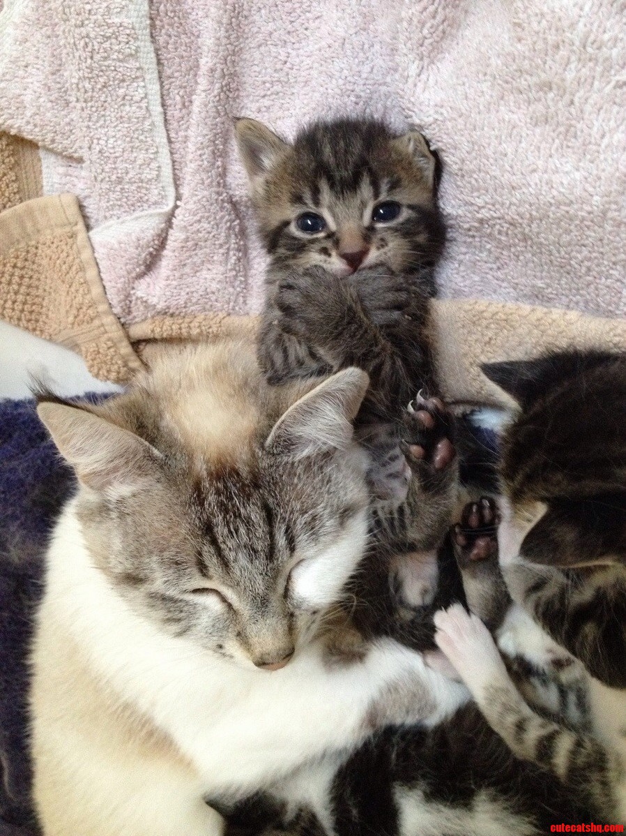Im Pet Sitting a Momma and Her Kittens. This Guy Posed for the Camera.