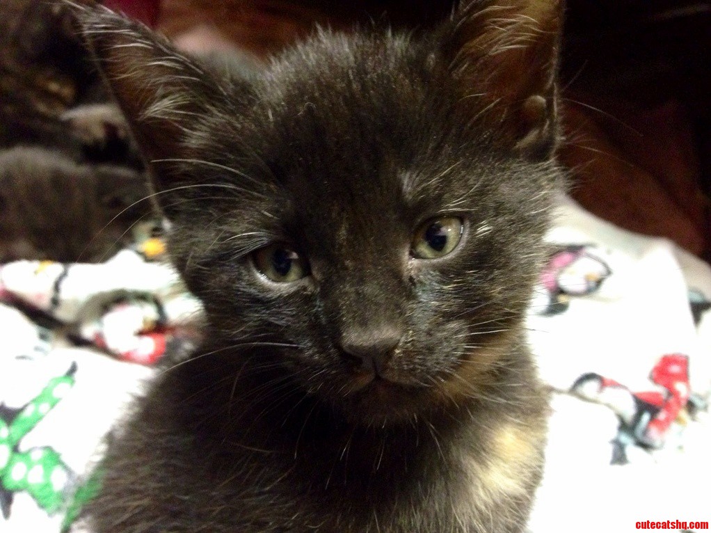 Introducing Coffeebean 7 Weeks Old in a Few Minutes.