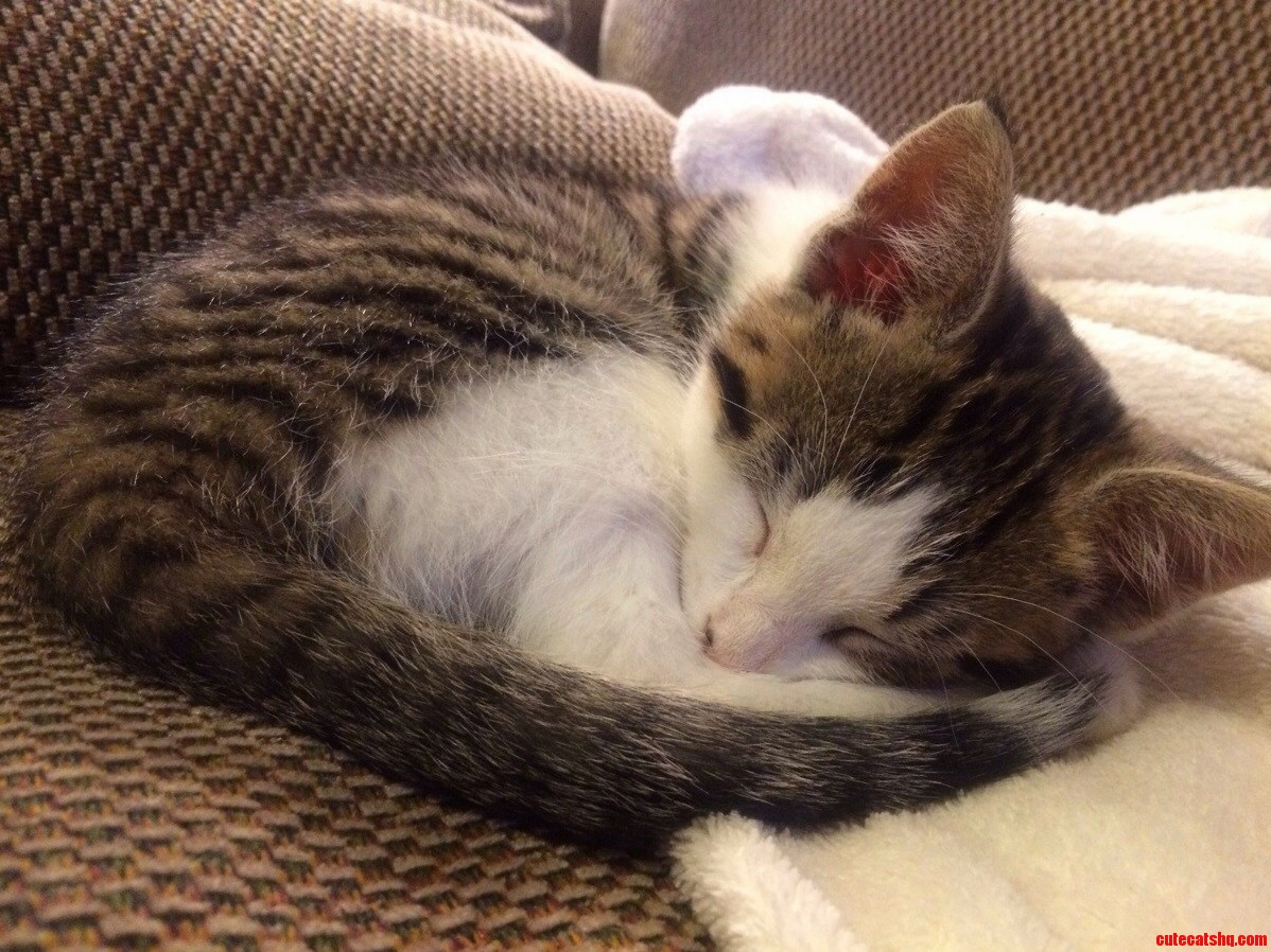 Introducing Smeowg the Kitten of Erebor