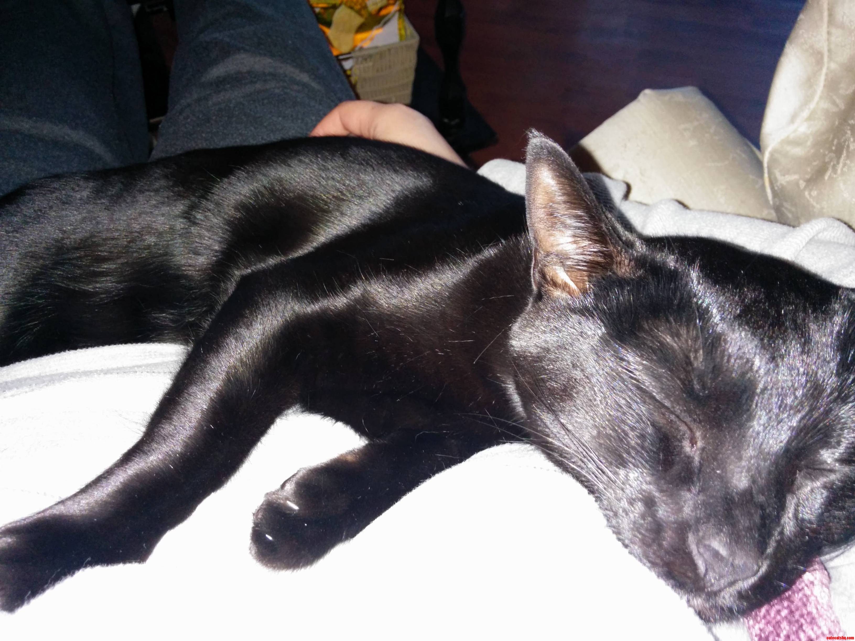 Its a Tough Life for Little Penny Lane.