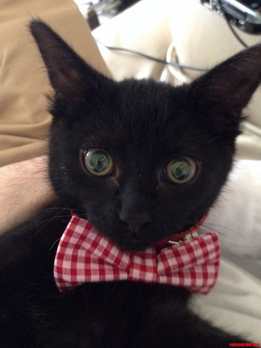 Its Black Cat Friday Mum Bought Ned a Bow Tie. Hes Been Very Pleased with Himself Today.