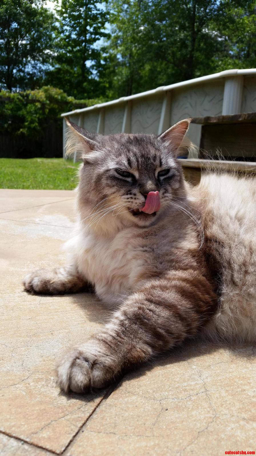 Jagger Is a Cat of Many Talents.