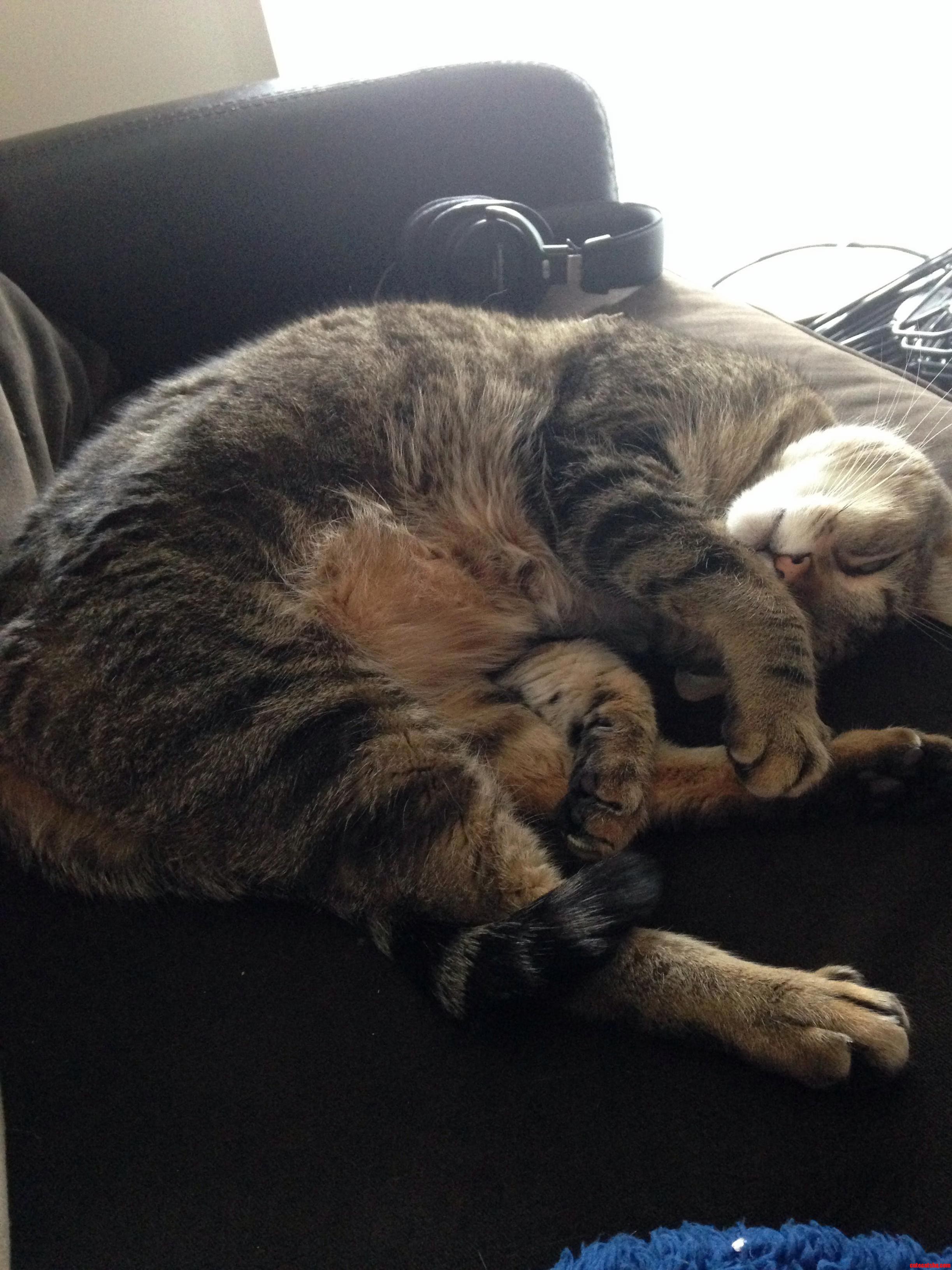 Jake Doesnt Care What Day It Is As Long As You Let Him Sleep