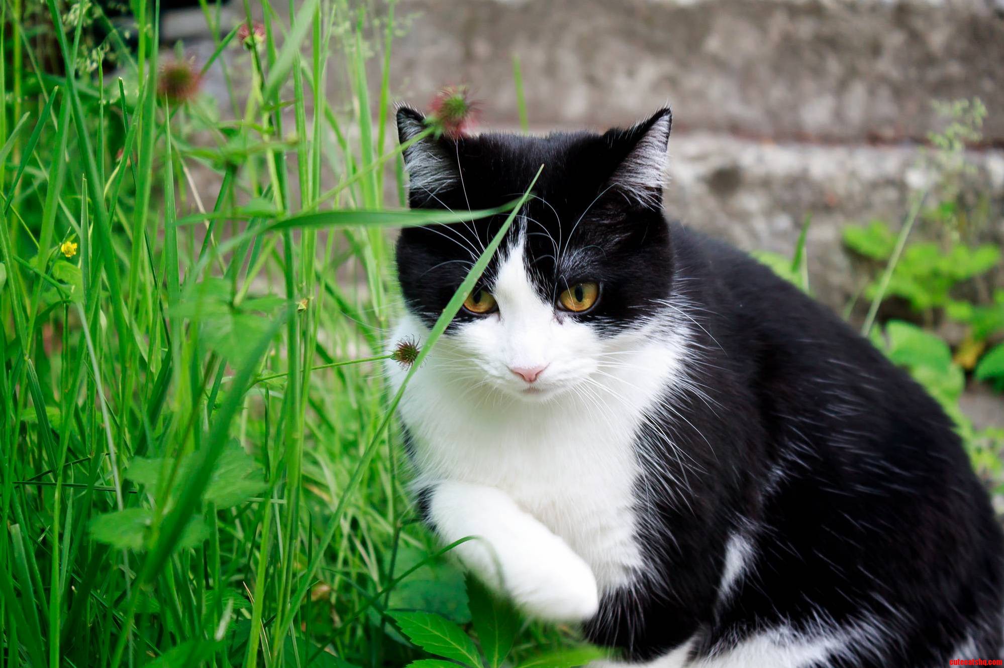 Jasmine My Female Tuxedo Cat