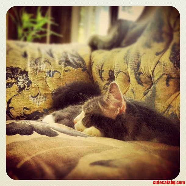 Keeping His Naps Classy.