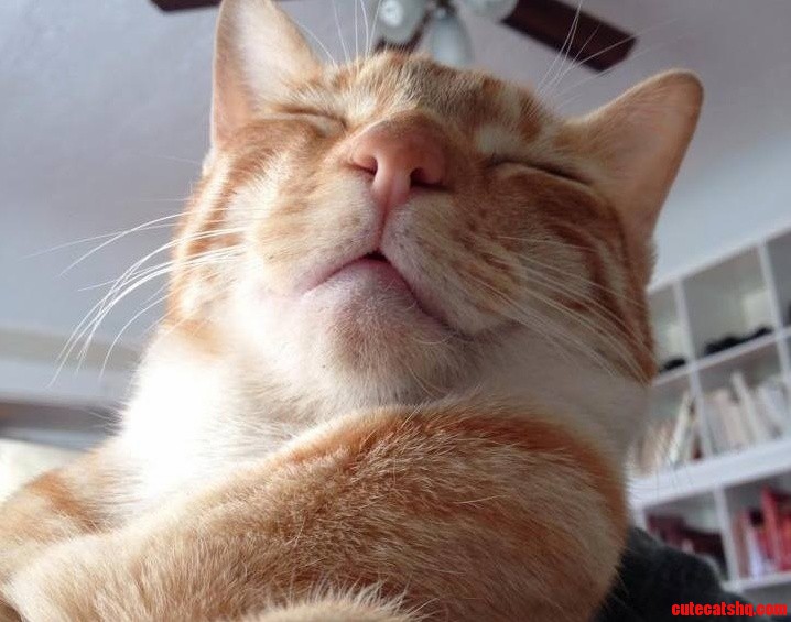 King Louis Showing His Regal Pride and Mouth Triangle.