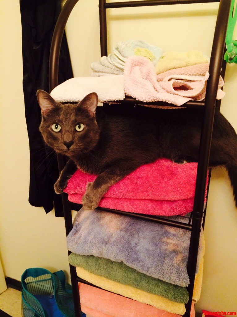 King of the Towel Rack. I Ll Air Dry Today.