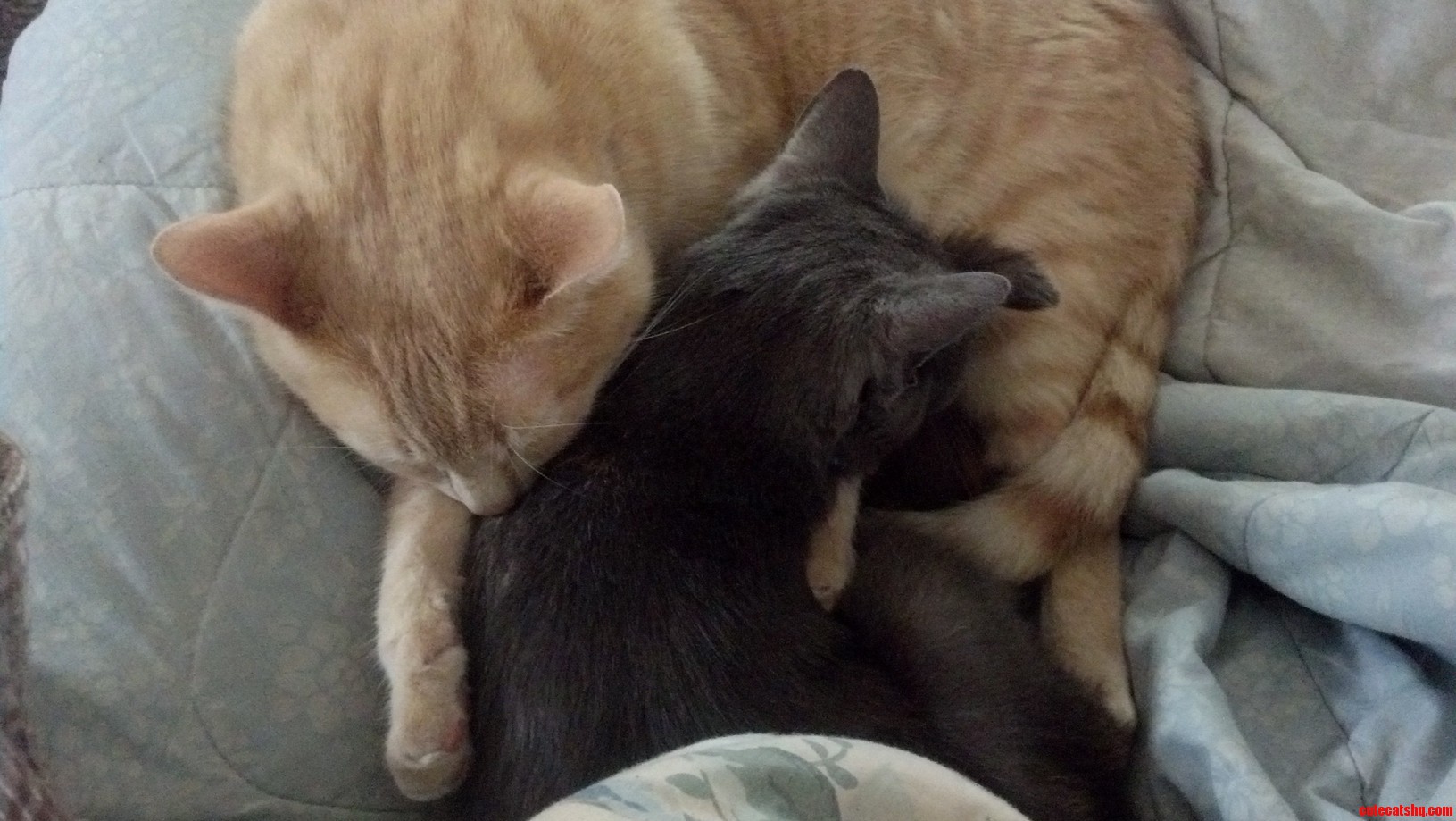 Kit Cuddling His Best Friend
