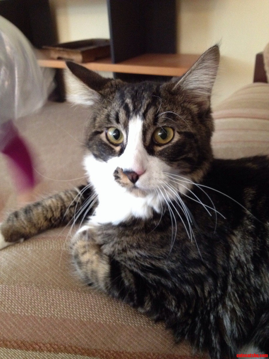 Kitty Cat Isnt Too Sure