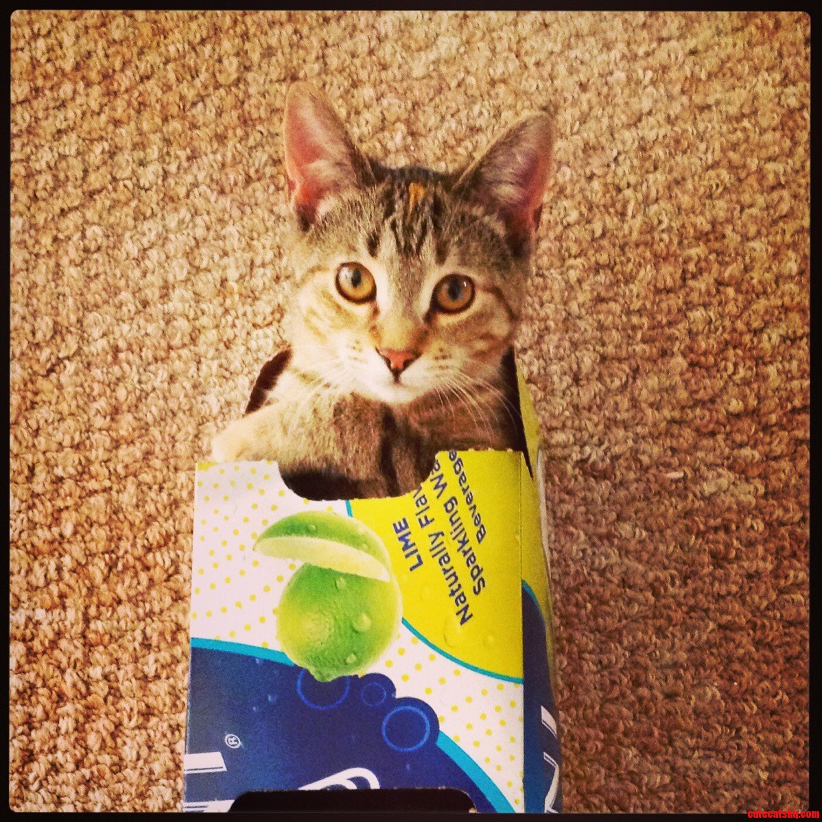 Kitty in Box