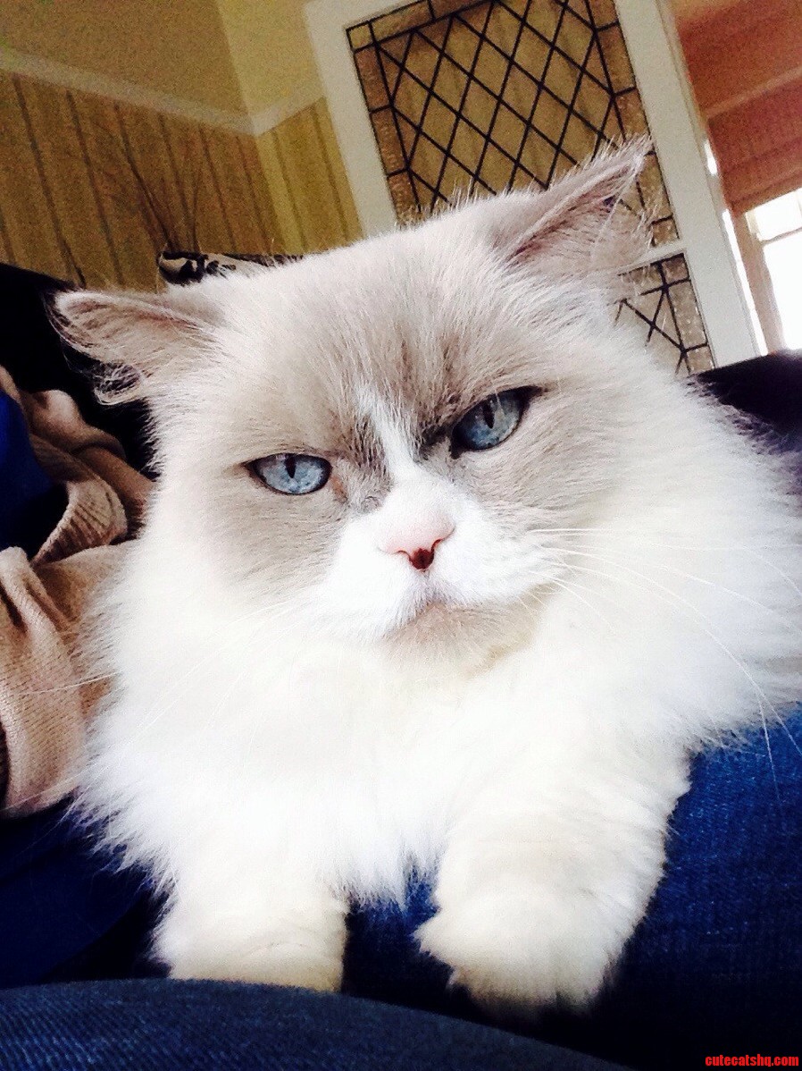 Kitty Looking Fierce