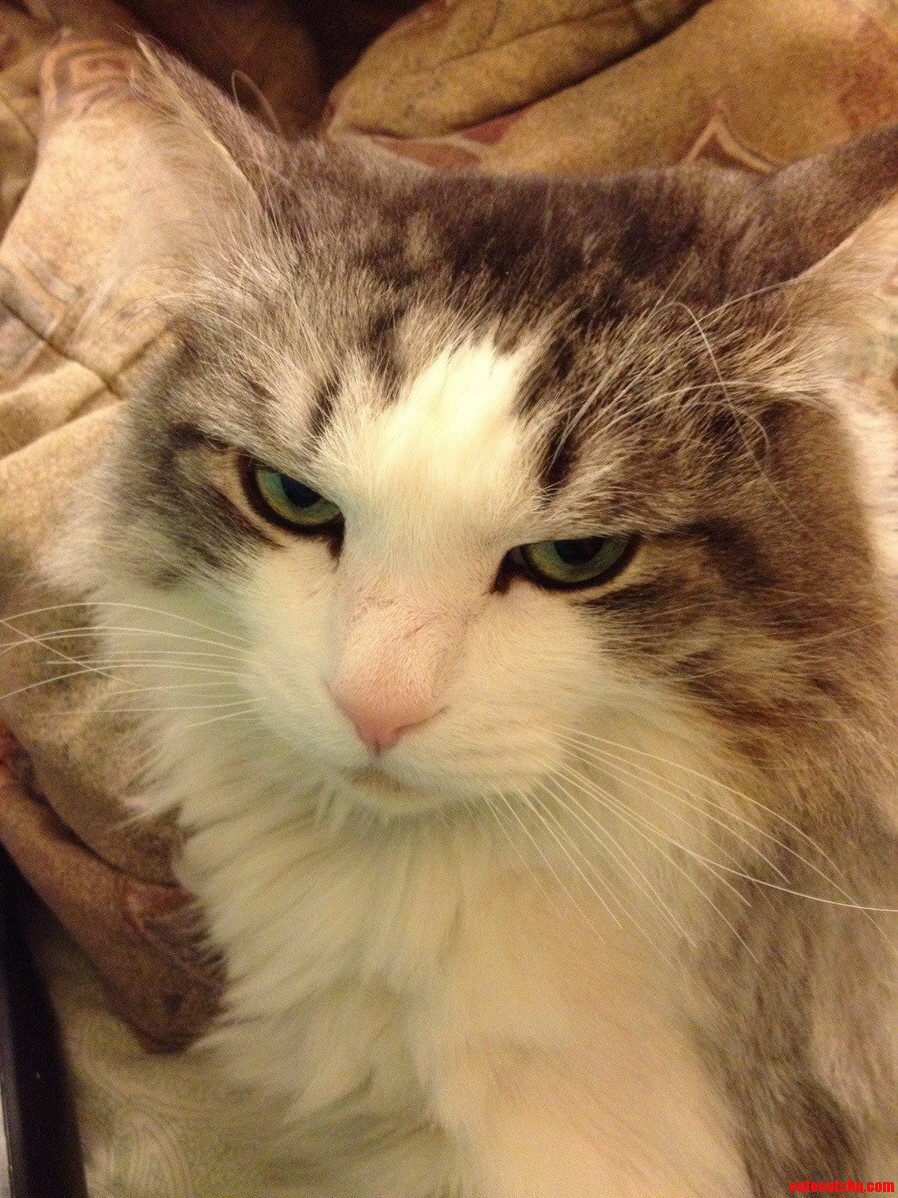 Kody Cat Is Not Amused.