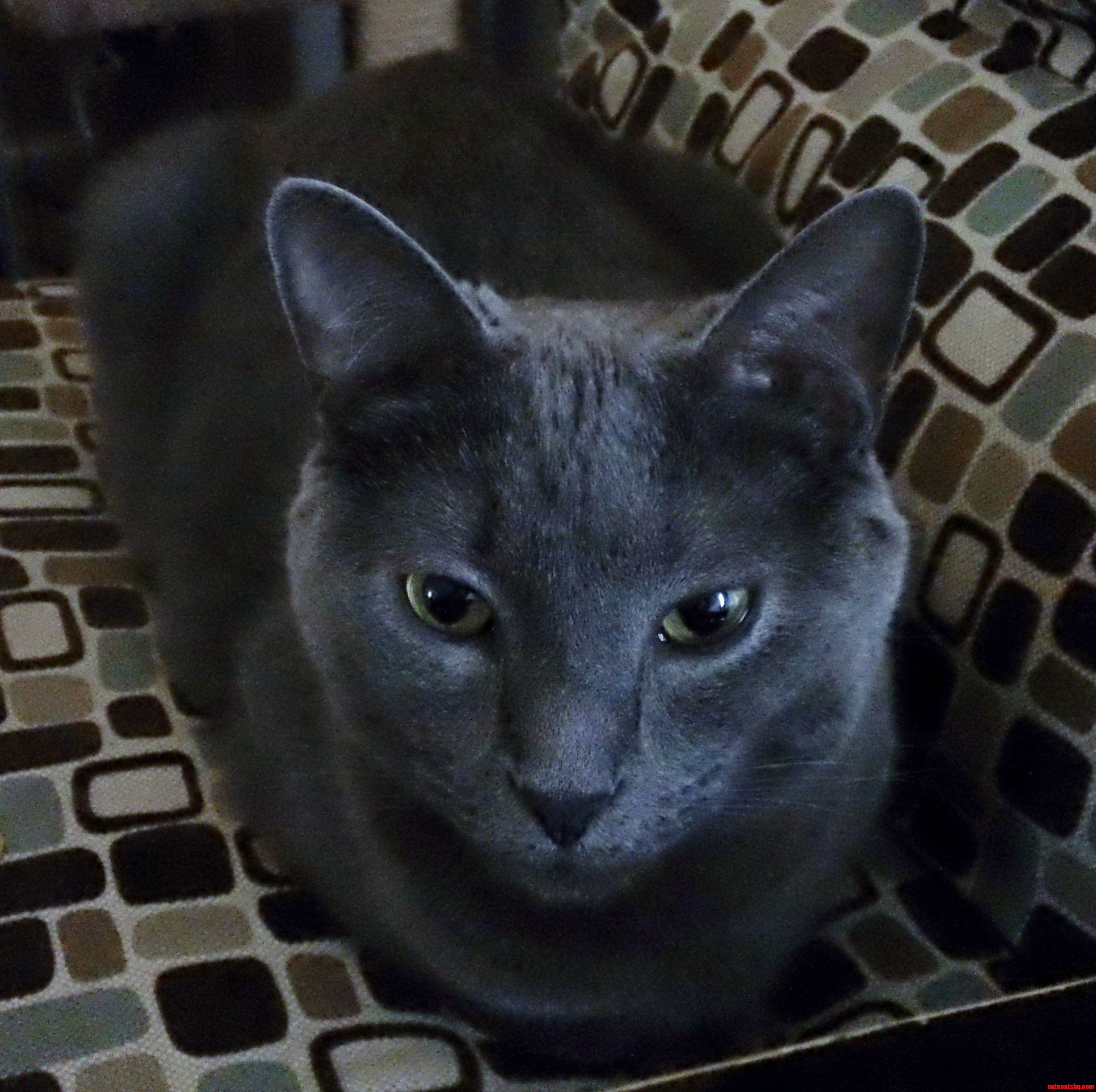 Korat or Russian Blue