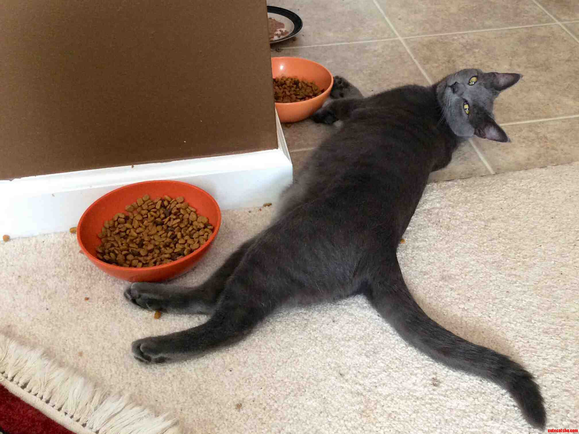 Layla Has Cornered the Dry Food Market