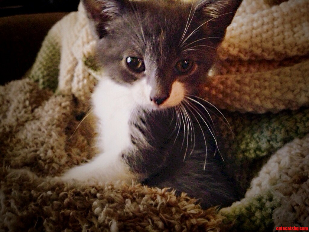 Lazy Sunday Morning Curled Up in Blankets
