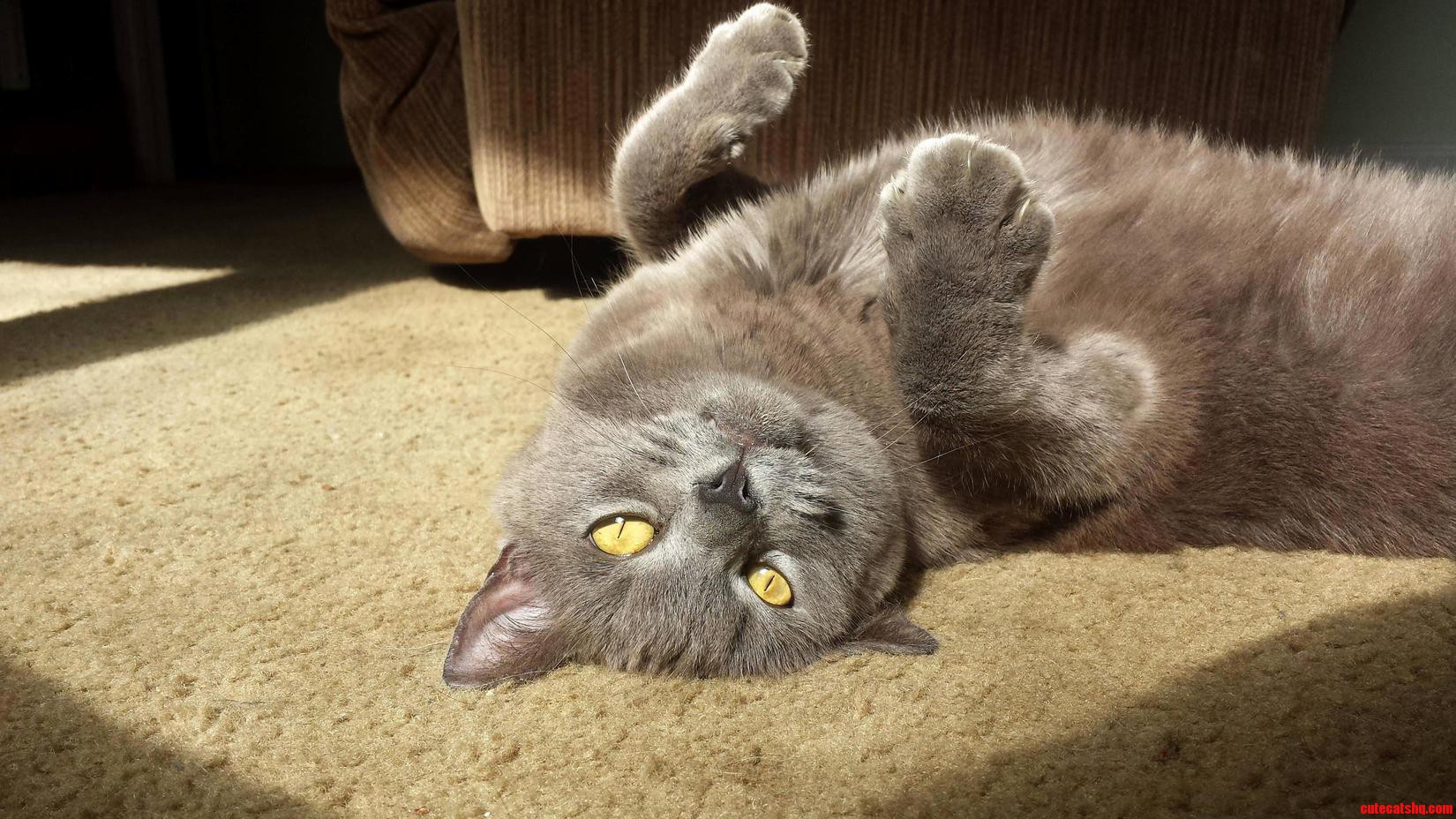 Lazy Sunday with My Brothers Cat