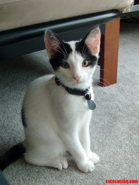 Little Moe