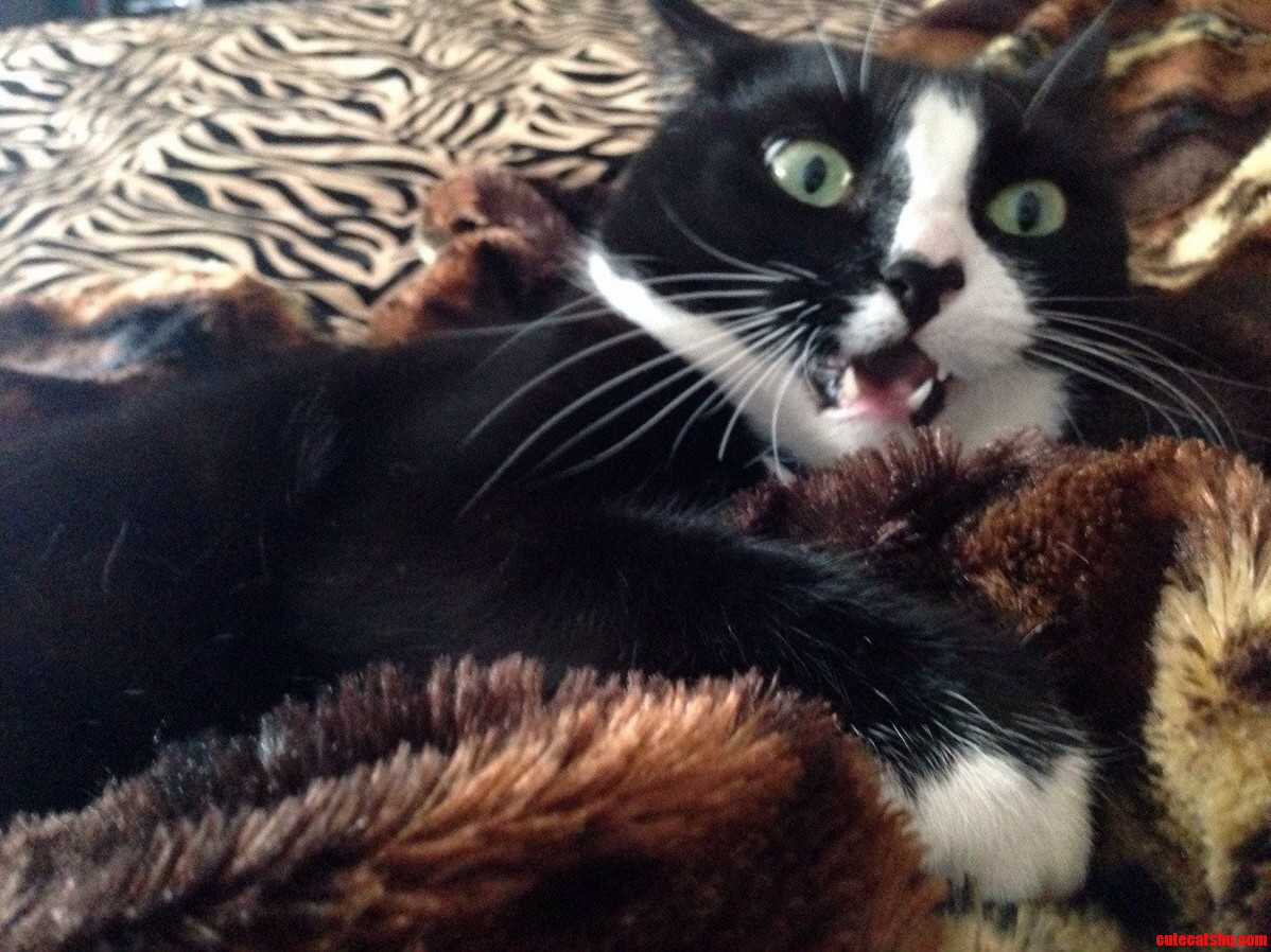 Long Time Lurker First Time Poster. Please Caption My Cat.
