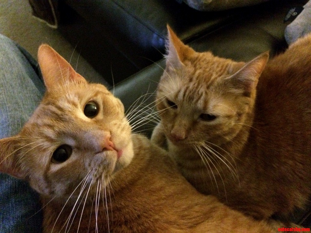 Look at These Cute Kitties