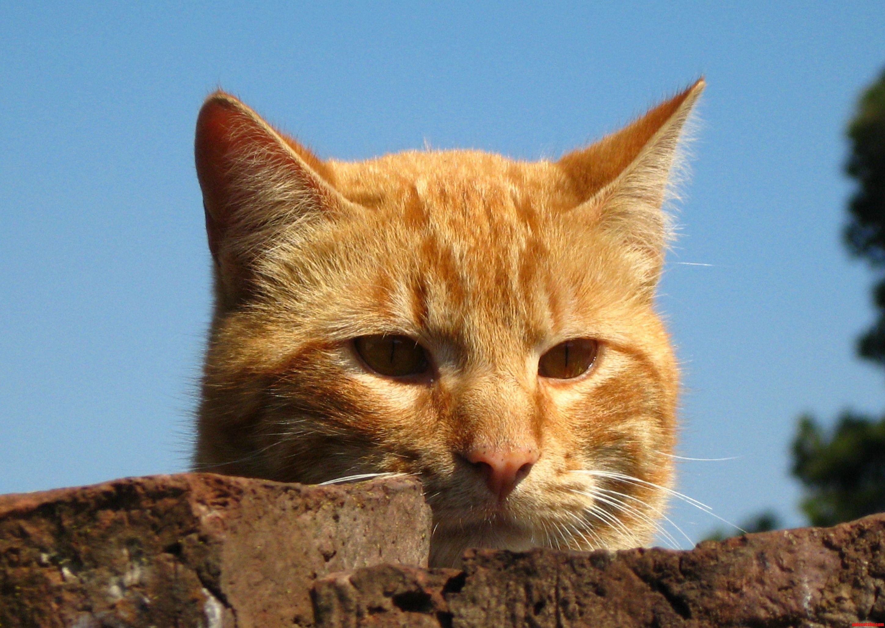 Looking Over Neighbour House