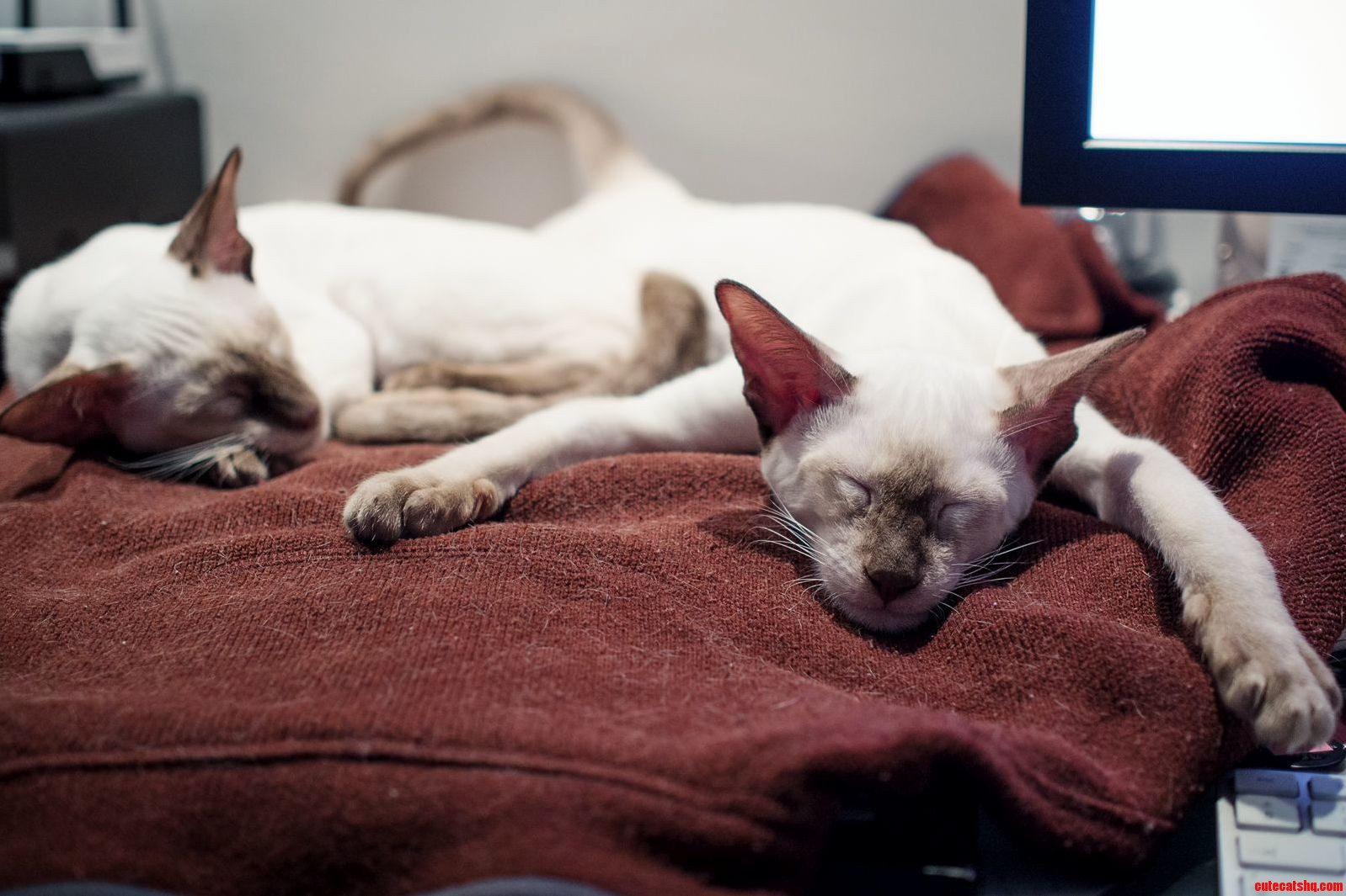 Looks Like Theyre All Tuckered Out but They Ve Done Precisely Nothing Today