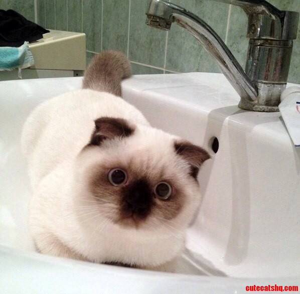 Lord Meowde Mort He Looks Like Voldemort Cause You Cant See His Nose