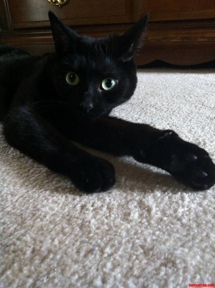 Lounging Around on Black Cat Friday