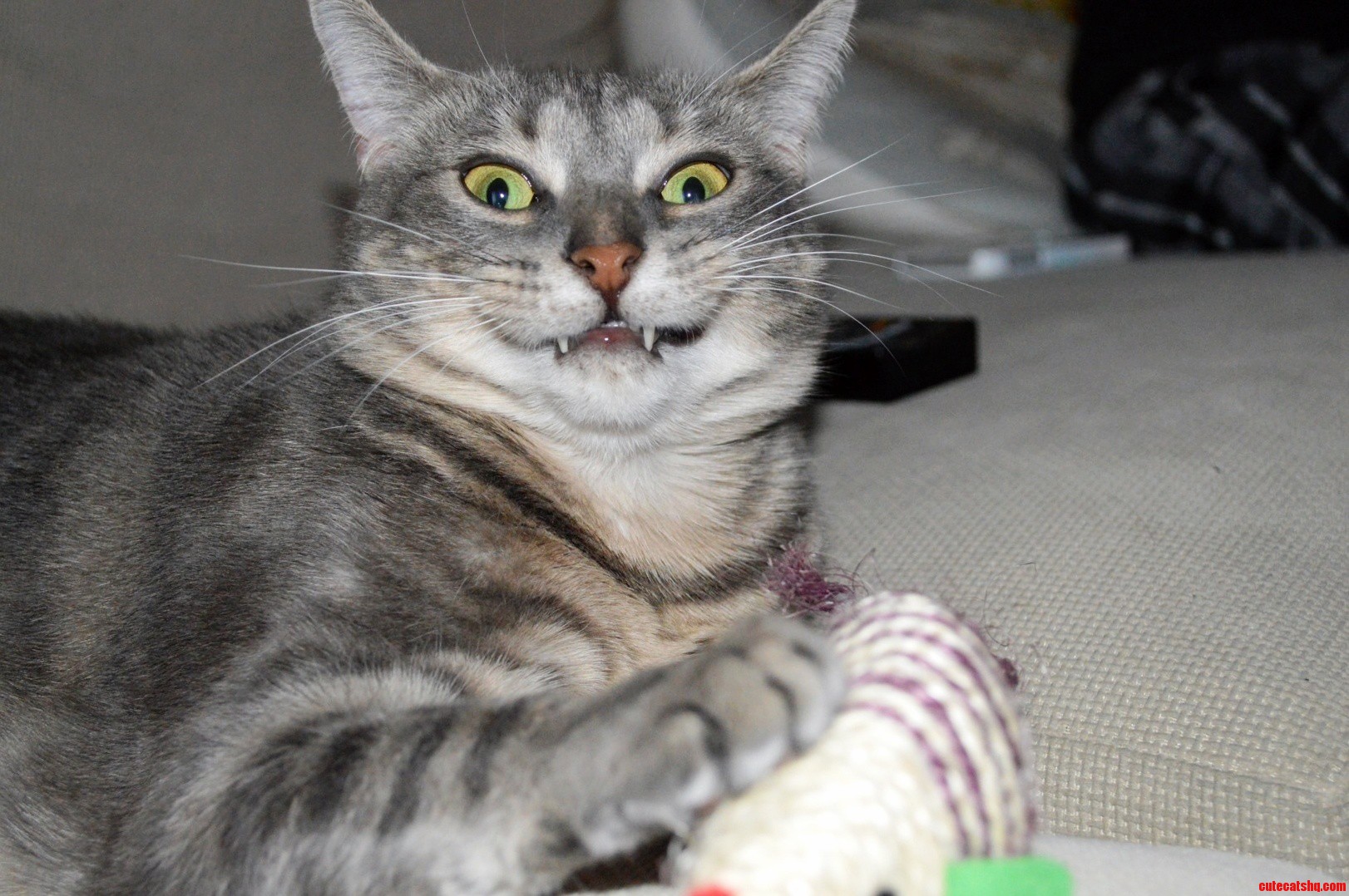 Luna-tic Cat - My Cat Luna Is a Little Crazy About Her Mouse
