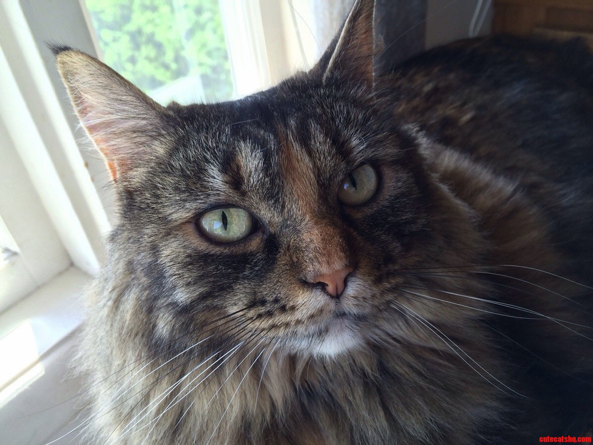 Majestic Luna Is Majestic.