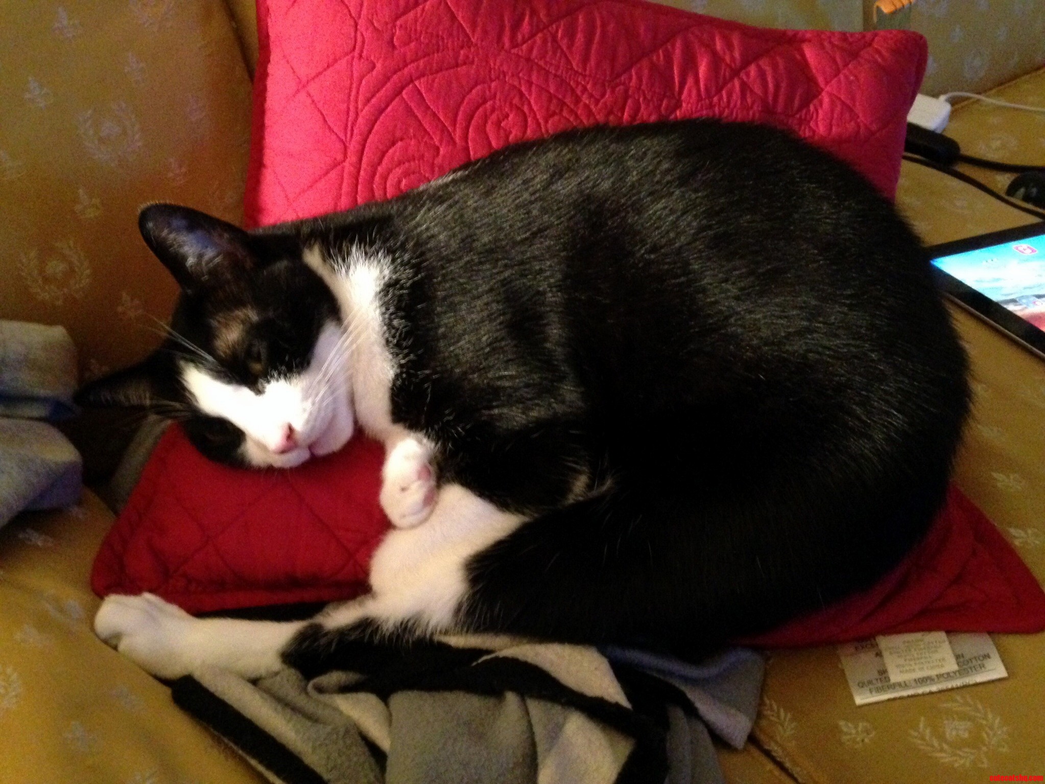 Major Relaxing on His Favorite Pillow.
