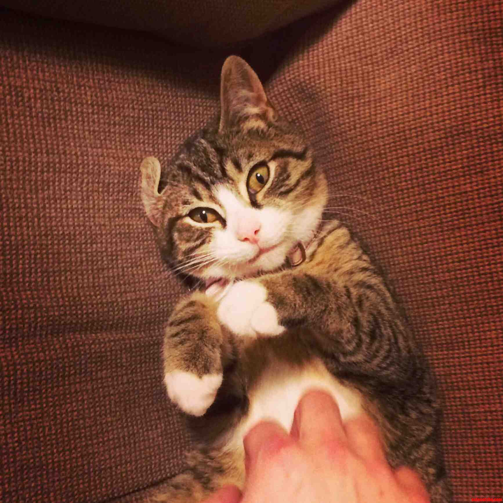 Marbles Loves His Tummy Rubs