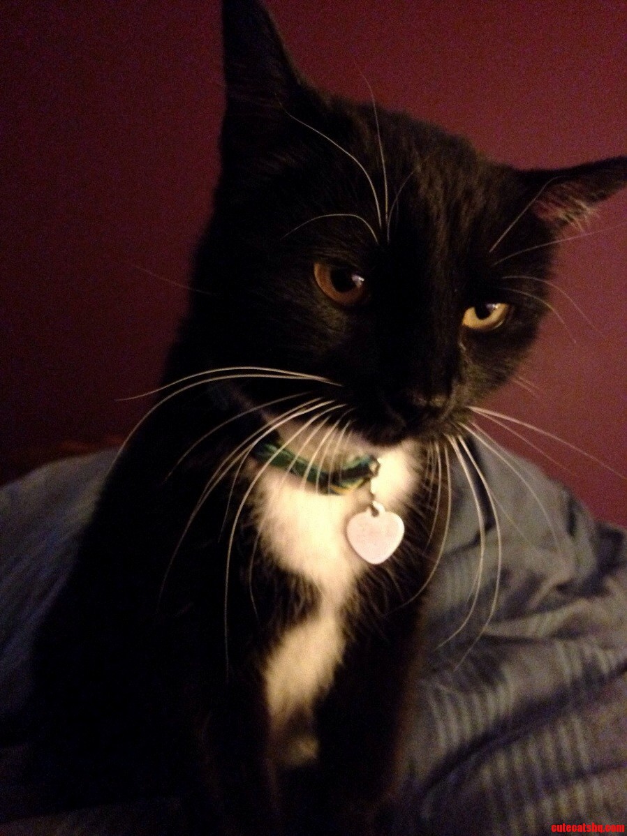 Marceline the Kitty Cat Queen