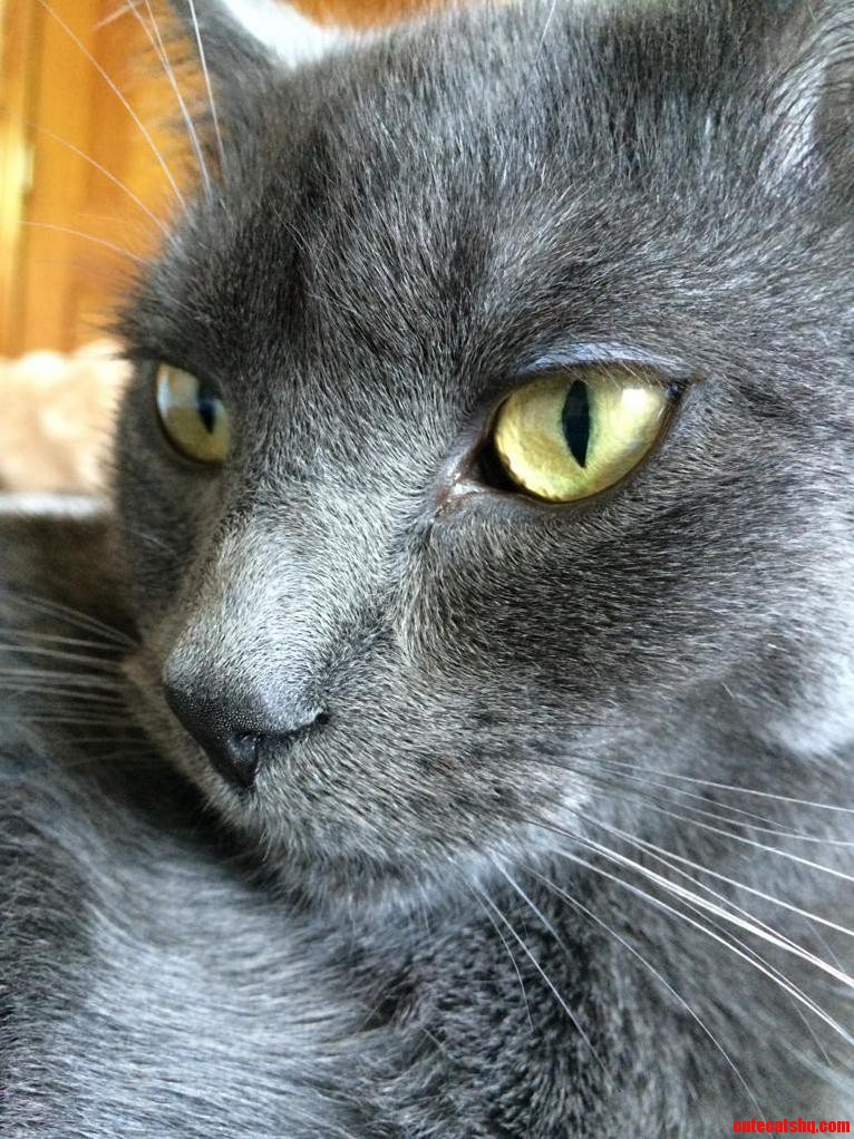 Master of the House