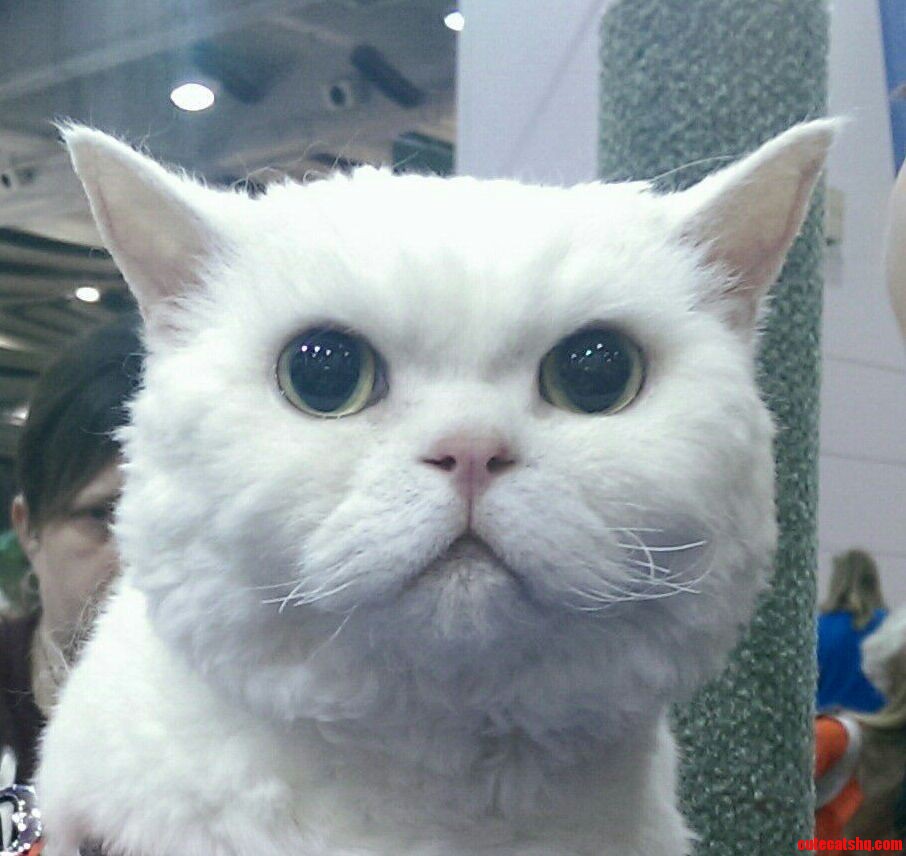 Meet a Selkirk Rex Yesterday Want One Now