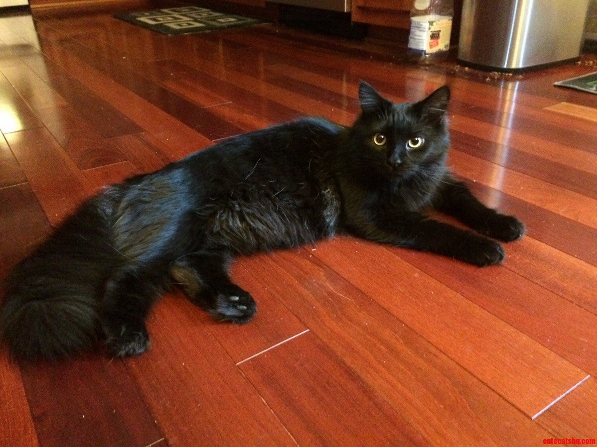 Meet Bean aka Beanieweenie aka Black Bean aka Enders Shadow
